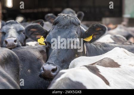 Timoleague, West Cork, Ireland. 2nd Feb, 2023. Dairy cows wait in their sheds to be let out to pasture. The 240-strong herd belongs to Timoleague based farmer, David Deasy. Credit: AG News/Alamy Live News. Stock Photo