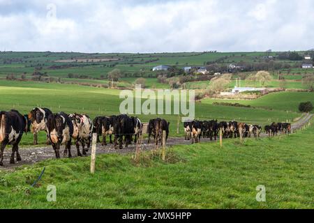 Timoleague, West Cork, Ireland. 2nd Feb, 2023. The 240-strong herd of dairy cows belonging to Timoleague based dairy farmer, David Deasy, are let out to pasture for the day. Credit: AG News/Alamy Live News Stock Photo