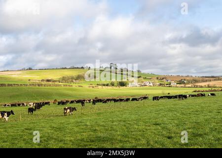 Timoleague, West Cork, Ireland. 2nd Feb, 2023. The 240-strong herd of dairy cows belonging to Timoleague based dairy farmer, David Deasy, are let out to pasture for the day. Credit: AG News/Alamy Live News Stock Photo