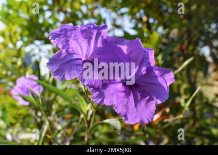 Beautiful Ruellia tuberosa flower with blurred background Stock Photo