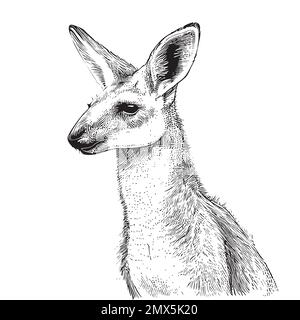 Kangaroo sketch hand drawn in doodle style illustration Stock Vector