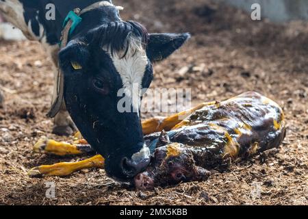 Brown dairy cow in cow shed with fresh straw on floor - Stock Image -  C053/7925 - Science Photo Library