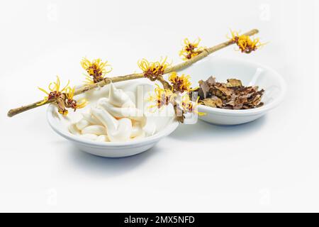 Blooming hamamelis branch (witch hazel), skin care cream and dried bark and leaves, natural cosmetics of the medicial plant, light background, copy sp Stock Photo