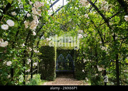 Gothic styled archways are entwined with the pretty climbing roses Adelaide d’Orléans, leading to a Gothic iron seat in the formal Rose Garden at Arun Stock Photo