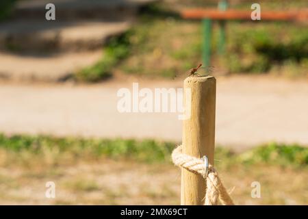 Close-up of dragonfly on wooden pillar with rope used for delimitation as countryside wildlife insect macro Stock Photo