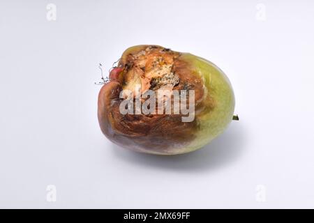 Close-up of rotten water guava fruit isolated on white background Stock Photo