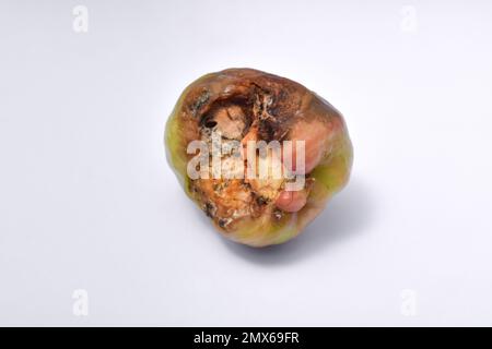 Close-up of rotten water guava fruit isolated on white background Stock Photo