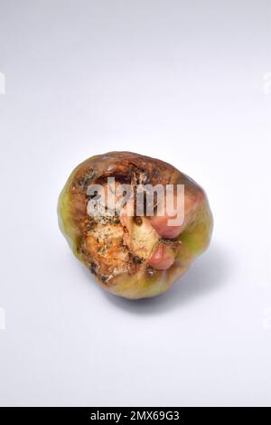 Close-up of rotten water guava fruit isolated on white background Stock Photo