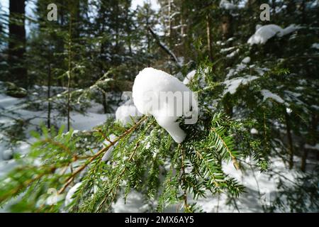La nieve de Algonquin Stock Photo