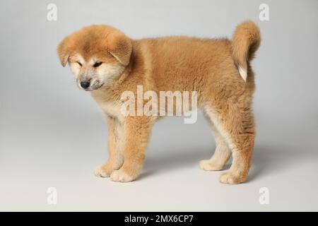 Akitas store and babies