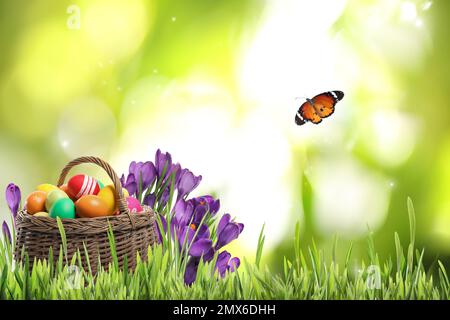 Wicker basket with Easter eggs near flowers in green grass and butterfly on blurred background Stock Photo