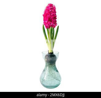 Hyacinths Hyacintus orientalis growing and blooming in home in special growing glass vase, isolated on white background. Stock Photo