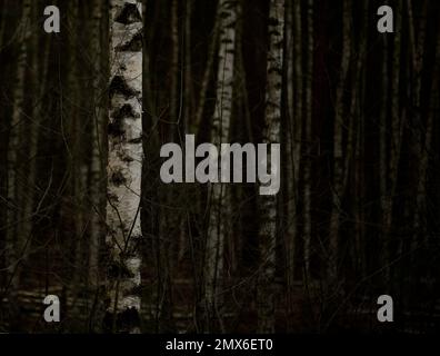 Birch forest with the light bark of a birch tree in near focus on the left and blurred and darker birch trees in fading light on the right side Stock Photo