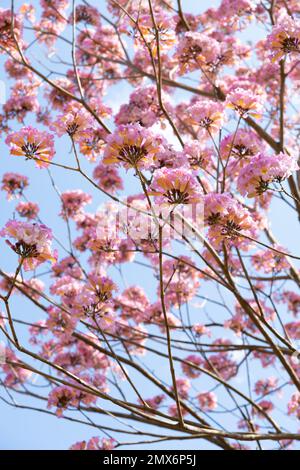 beautiful blooming Tabebuia Rosea or Tabebuia Chrysantha Nichols vertical composition Stock Photo