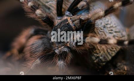 Nhandu coloratovillosus tarantula Stock Photo