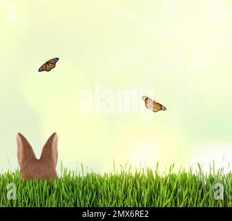 Cute Easter bunny hiding in green grass outdoors Stock Photo
