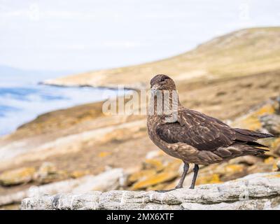 Falkland skua at an imperial shag colony on Carcass Island in the Falkjlands Stock Photo