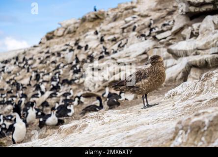 Falkland skua at an imperial shag colony on Carcass Island in the Falkjlands Stock Photo