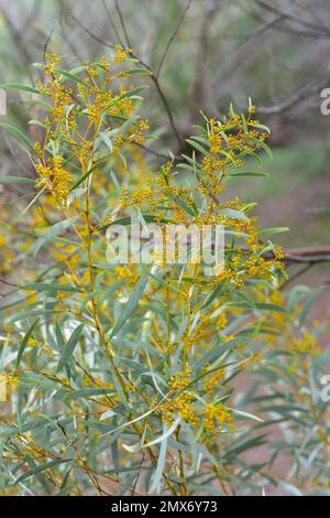 Mulga (Acacia aneura) is a shrub or small tree native to arid regions ...