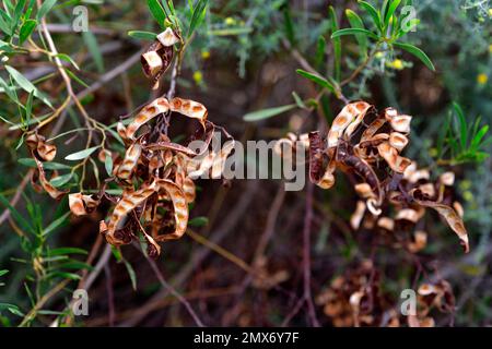 Mulga (Acacia aneura) is a shrub or small tree native to arid regions ...