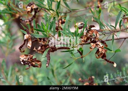 Mulga (Acacia aneura) is a shrub or small tree native to arid regions ...