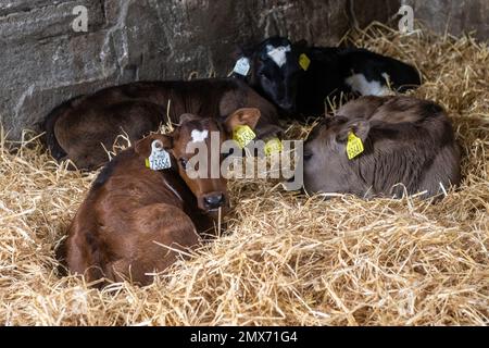 Timoleague, West Cork, Ireland. 2nd Feb, 2023. Newly born calves relax in the nursery on the Timoleague-based dairy farm of David Deasy. Credit: AG News/Alamy Live News Stock Photo