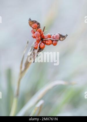 Stinking iris plant with red seeds with winter frost. Iris foetidissima. Stock Photo