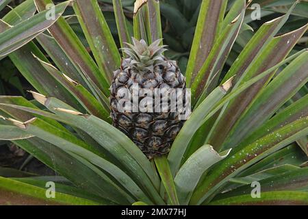 A juvenile Azorean pineapple (ananás dos açores) is shown growing in a greenhouse, surrounding by leaves from the shrub plant. Stock Photo
