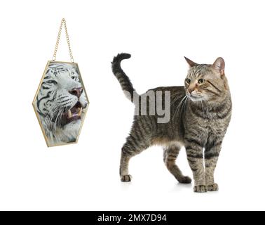 Cat and mirror with reflection of bengal tiger on white background Stock Photo