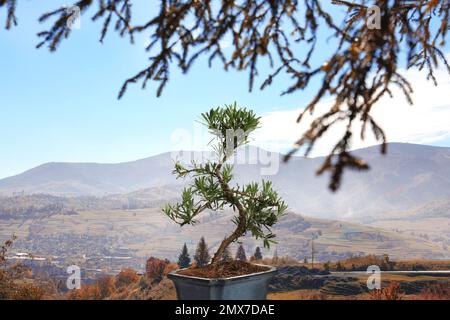 Japanese bonsai plant against mountain landscape. Zen and harmony Stock Photo