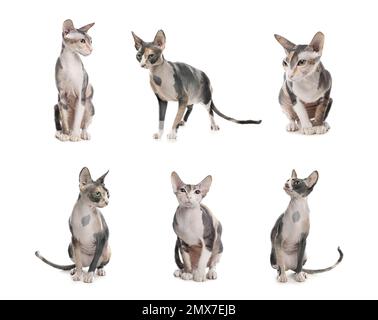 Collage of beautiful Sphynx cat on white background. Lovely pet Stock Photo
