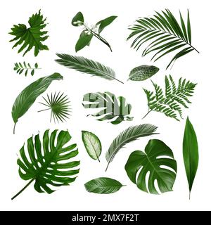 Set with different tropical leaves on white background Stock Photo