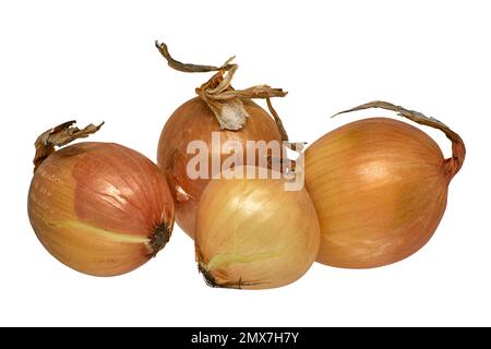 Image of yellow onion on white background Stock Photo