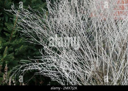 perovskia-winter-dead-russian-sage-perovskia-atriplicifolia
