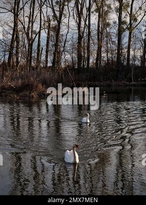 Two white swans swimming on a quiet branch of the Little Danube River in Slovakia, with tree reflections, calm water and peaceful natural wetland scen Stock Photo