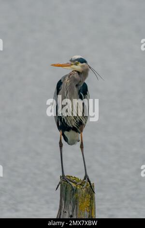 Curious Great Blue Heron perched on wooden post piling Stock Photo