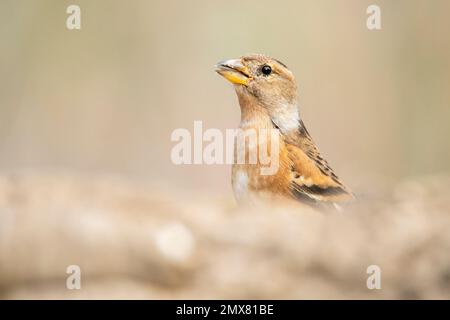 Small Fringilla Montifringilla bird with orange and white plumage sitting on moss against blurred background Stock Photo