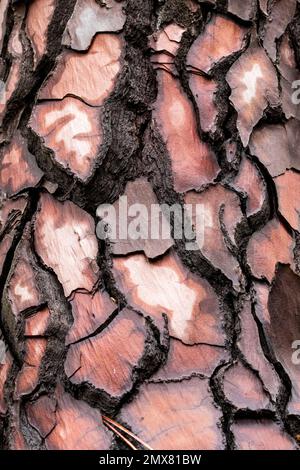 Textured background of cracked pink tree bark with different shapes in wild forest Stock Photo