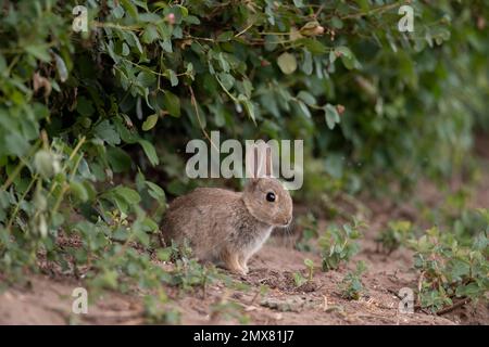bunny rabbit baby sitting on the grass in front of a hedge looking very cute in the uk in the summer Stock Photo