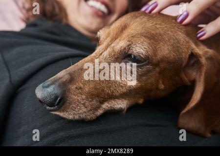 Cropped unrecognizable woman in black outfit lying on soft bed with adorable brown Dachshund dog and stroking it Stock Photo