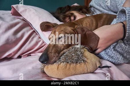 Young female owner with brown dachshund sleeping together on comfortable bed at home Stock Photo
