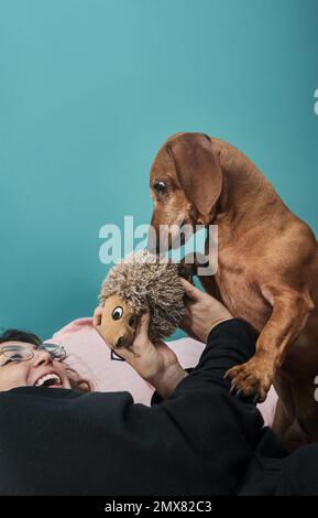 Female owner in black sportive outfit and eyeglasses lying on bed playing with brown Dachshund dog with toy Stock Photo