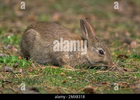 bunny rabbit on the grass eating in the uk in summer Stock Photo