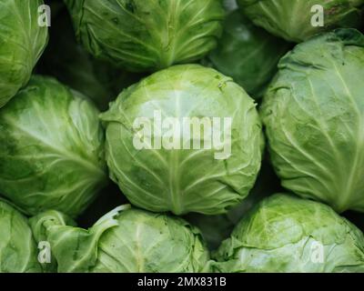 Full frame of closeup fresh green cabbages during harvest season in countryside in summer Stock Photo