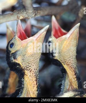 Magpie nestlings’ first communication with the world Stock Photo