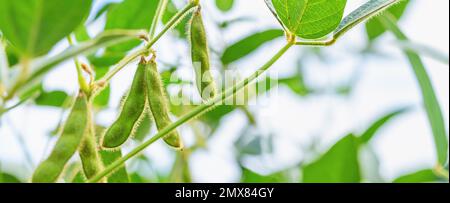 Green pods of soybeans, close-up, on young soybean plants growing in the field against a background of blue sky. Agricultural background, banner with Stock Photo