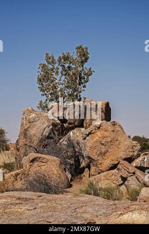 The Namaqua Rock Fig (Ficus cordata) bears small edible fruit and occur in the arid South Western region of Africa from the Western Cape Province of S Stock Photo