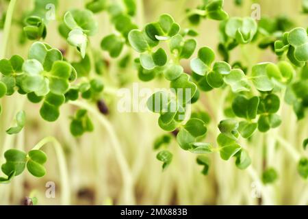 Closeup of fresh broccoli sprouts or microgreens Stock Photo
