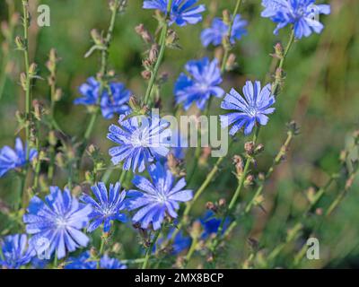 Blooming  Cichorium intybus in a  close up Stock Photo