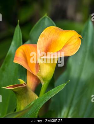 Orange yellow Calla Lilly in agreen garden Stock Photo